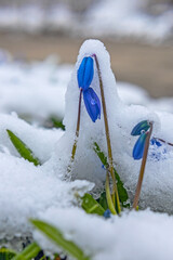 First spring scilla flowers under snow in early spring