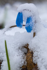 First spring scilla flowers under snow in early spring