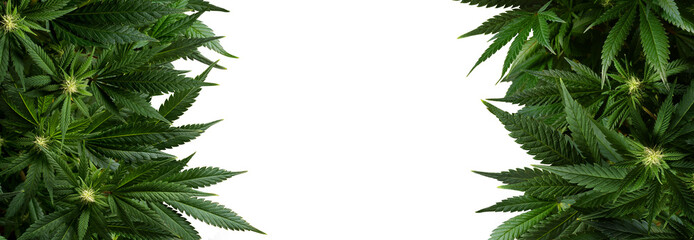 Banner background marijuana plants isolated on transparent - obrazy, fototapety, plakaty