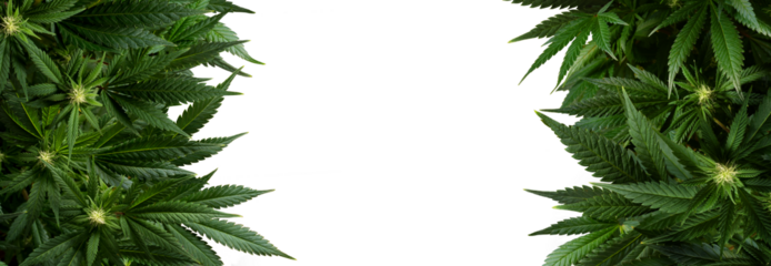 Banner background marijuana plants isolated on transparent