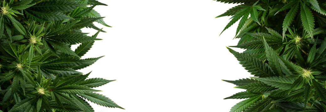Banner background marijuana plants isolated on transparent