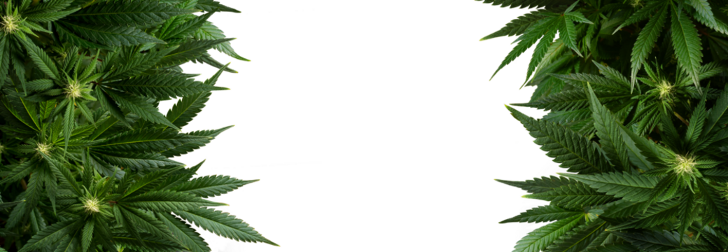Banner background marijuana plants isolated on transparent