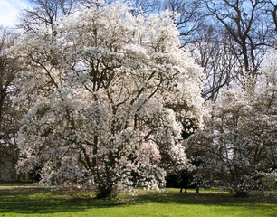 Fototapeta premium Beautiful view of magnolia x loebneri