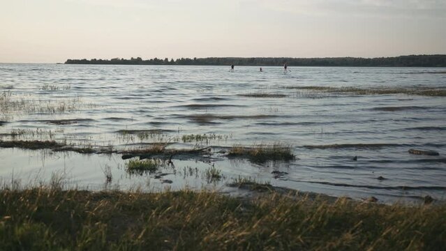 Wide beautiful lake with green and yellow grass shore. Creative. Green forest on the background.