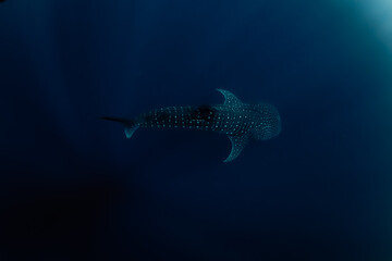 Horizontal whale shark in deep blue environment of Indian ocean