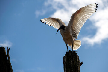 Australian White Ibis (Threskiornis molucca)