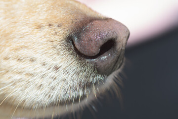 Close-up of light brown dog's nose and snout. Dog training, detection dog or sniffer dog, senses...