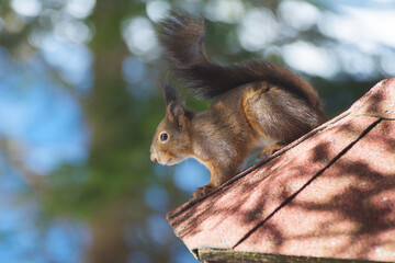 Close-up shot of a cute red squirrel on the roof of a bird feeder near forest. Environment, natural habitat and endangered species concepts