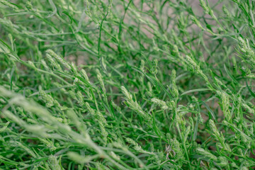 The green grass bush on the beach in summer. A dead tree branch in the background. Copyspace
