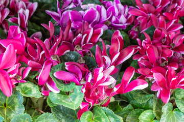 The beautiful, gorgeous white-pink alpine violets with light green leaves background.