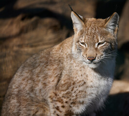 Portrait of a lynx in the sun