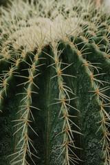 evergreen succulent plants cactus growing in the garden