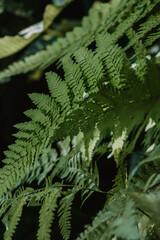 evergreen exotic ferns with beautiful fresh green leaves
