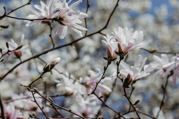 beautiful spring magnolia blossom with white rose flowers