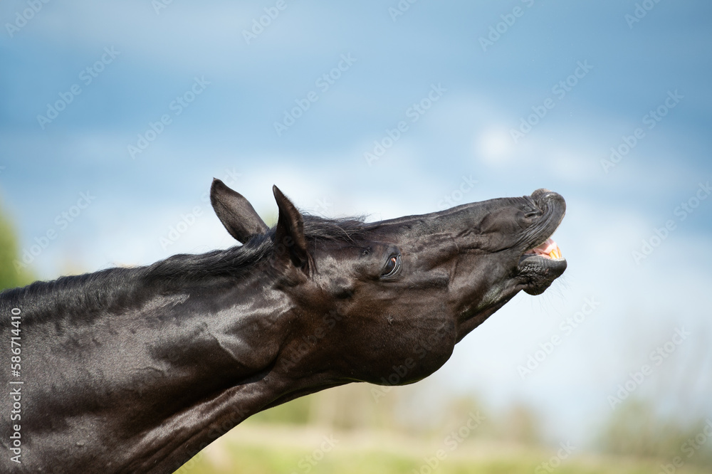 Canvas Prints portrait of black stallion sniffing at pasture. close up