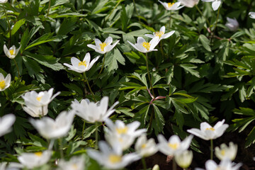  spring exotic white flowers anemone  growing outdoor