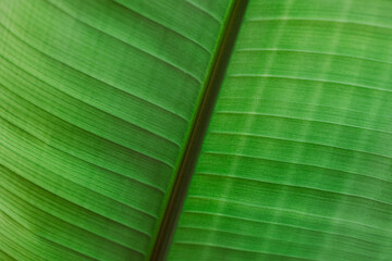 Green leaf in a sunlight, close-up. Summer background.