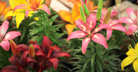 Multi Colors Lily 