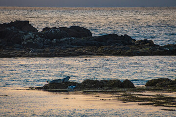 Fototapeta premium Seals at the coast of Iceland