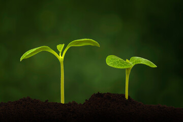 Two Sprouts In Dirt With Green Background and Copy Space