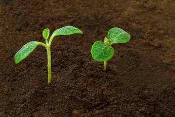 Two Squash Sprouts In Dirt With Copy Space