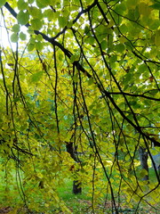 Fototapeta premium autumn in the forest