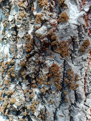 bark of a tree