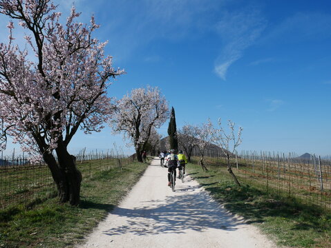 Mount Fasolo, Cinto Euganeo, Padua, Italy: cyclists along a dirt road between almond trees in bloom. Euganean Hills Natural Park