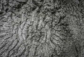 bark stucture of a weathered oak tree