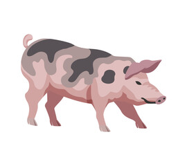 Flat Pig Illustration