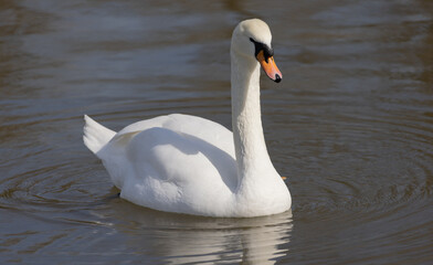 White romantic swans swim in the lake of the city park. Snow-white noble swans are a symbol of love...