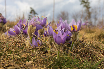 Pasque flowers on spring field. Photo Pulsatilla grandis with nice bokeh. Spring flower. Purple flower. Poisonous flower.