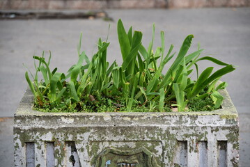 Grass and plants growing in a big city stone plant pot 