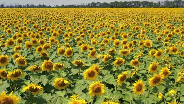 flight over sunflower field, Ukraine