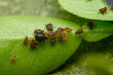 Many aphids under citrus plant leaf . Aphids are sucking pest which suck cell sap from plant and affects the growth and development of plant. Used selective focus.