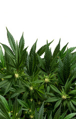 vertical background marijuana plants isolated on transparent