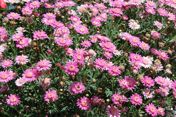Pink flowers