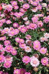 Fototapeta premium Pink flowers