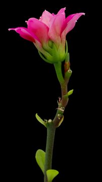 Time-lapse of opening pink Kalanchoe flower. Flower Kalanchoe blooming on black background. Vertical footage