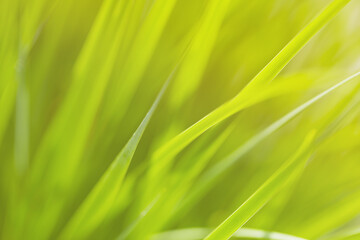 Fototapeta na wymiar Close up photo of fresh spring green grass in sunset. Beautiful natural green background
