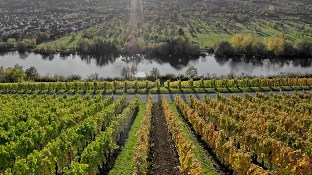 Aerial View Of Vineyards and Main River in Mainfranken region, W&uuml;rzburg, Germany. Autumn View. Colorful autumn vineyards
