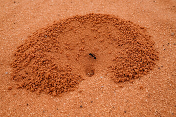 Wadi Rum, Jordan An anthill in the deseret and one ant.