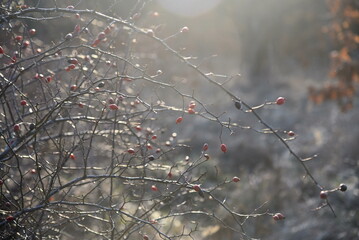 Sweet briar berries on empty branches shot against sunlight with light haze around them 