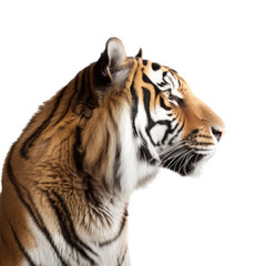 Fototapeta premium an isolated Bengal tiger front and side view, portrait, Full Face, a fierce jungle-themed photographic illustration on a transparent background in PNG. Generative ai