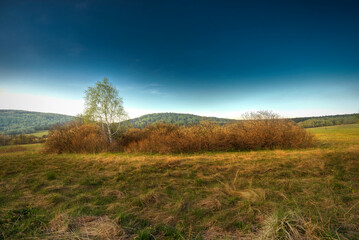 Fototapeta premium landscape with trees