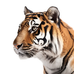 Fototapeta premium an isolated Bengal tiger front and side view, portrait, Full Face, a fierce jungle-themed photographic illustration on a transparent background in PNG. Generative ai