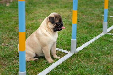 little mops pug dog puppy in a dog school has been trained outdoor