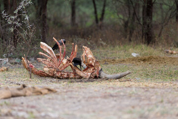large cadaver of a ox with ribs and a head with horns with crows 