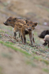  Piglets stray across a road and fields in India and one stops and looks at the camera