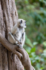 Hanuman langurs sit in a tree and looking to the right in the forest